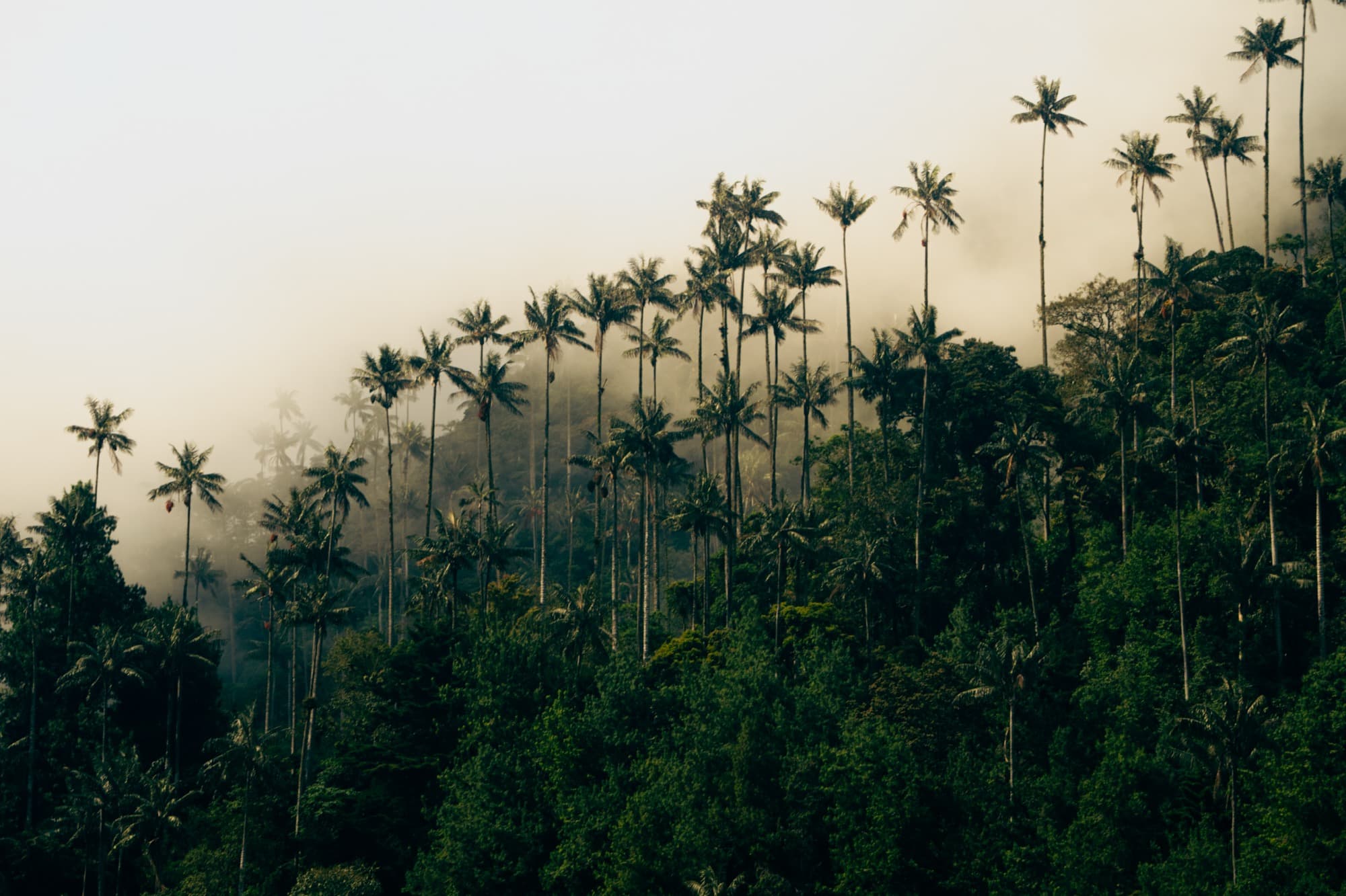 Cocora — Personal
