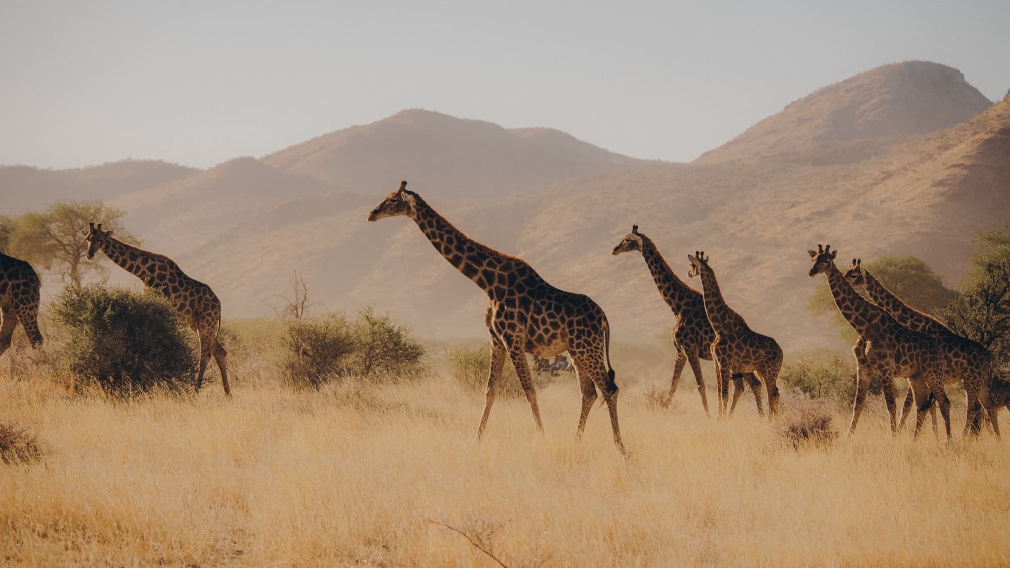 Giraffe Gang — Personal