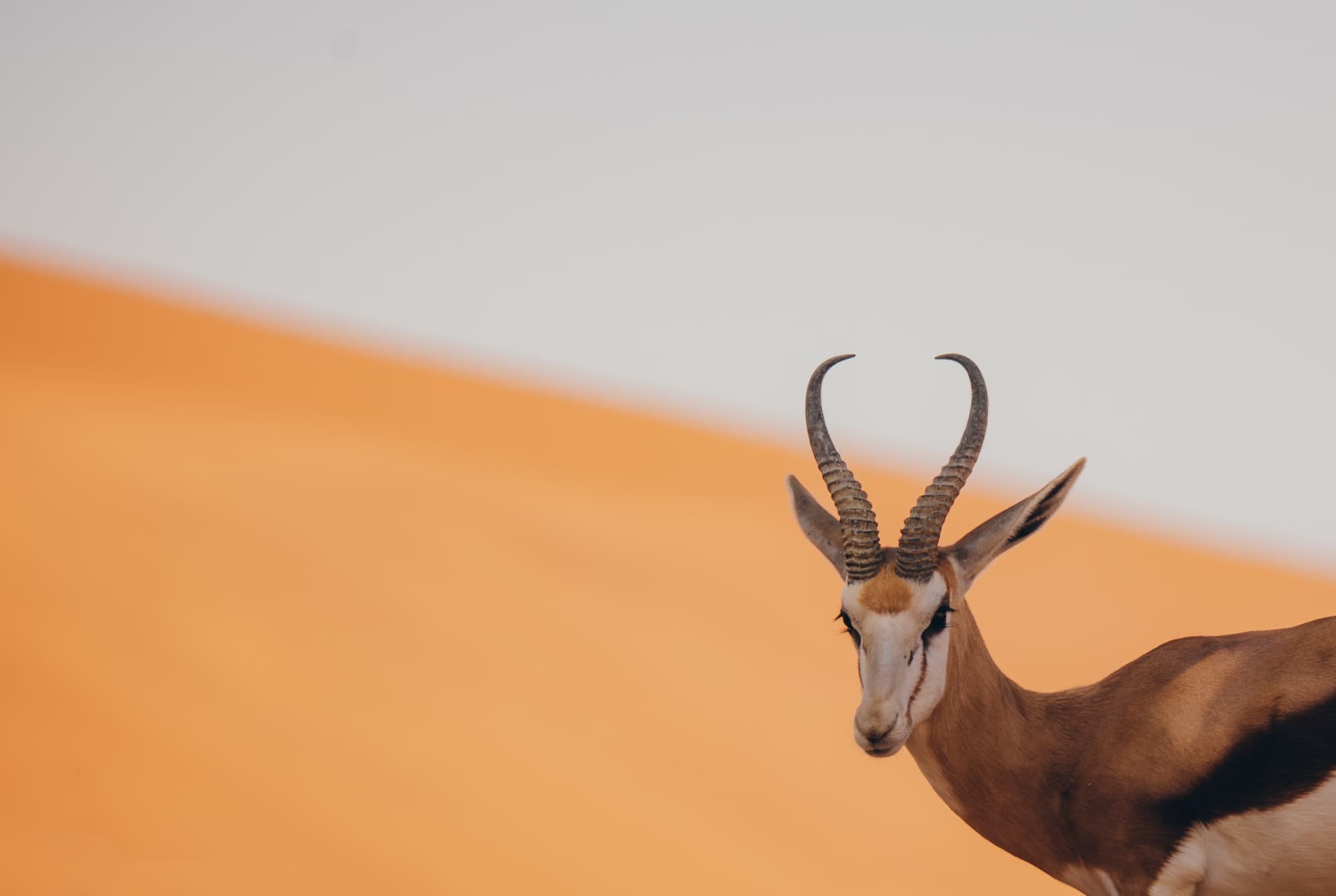 Oryx — Personal