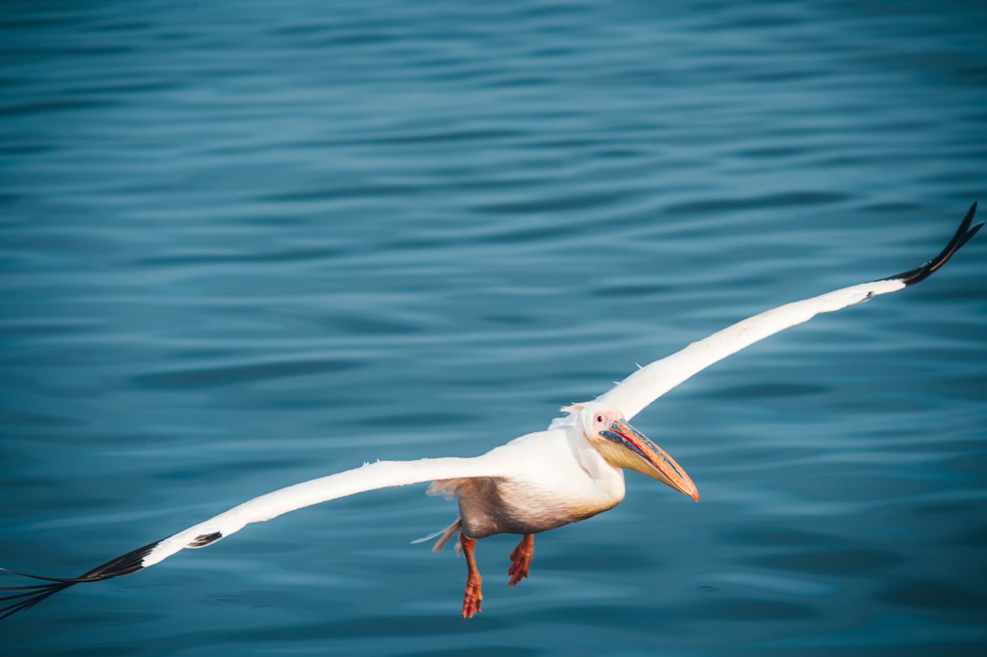 Pelly — Personal